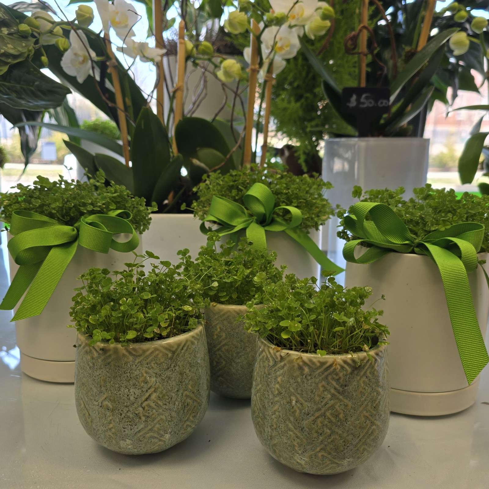 Two potted green fern plants in textured ceramic containers tied with lime green ribbons, displayed alongside orchids and foliage arrangements.