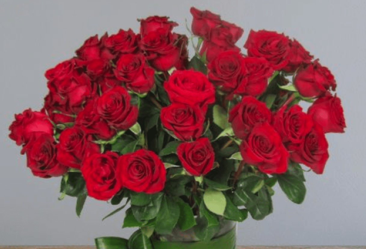 A lush vase arrangement of dozens of deep red roses with green stems and foliage against a gray background.