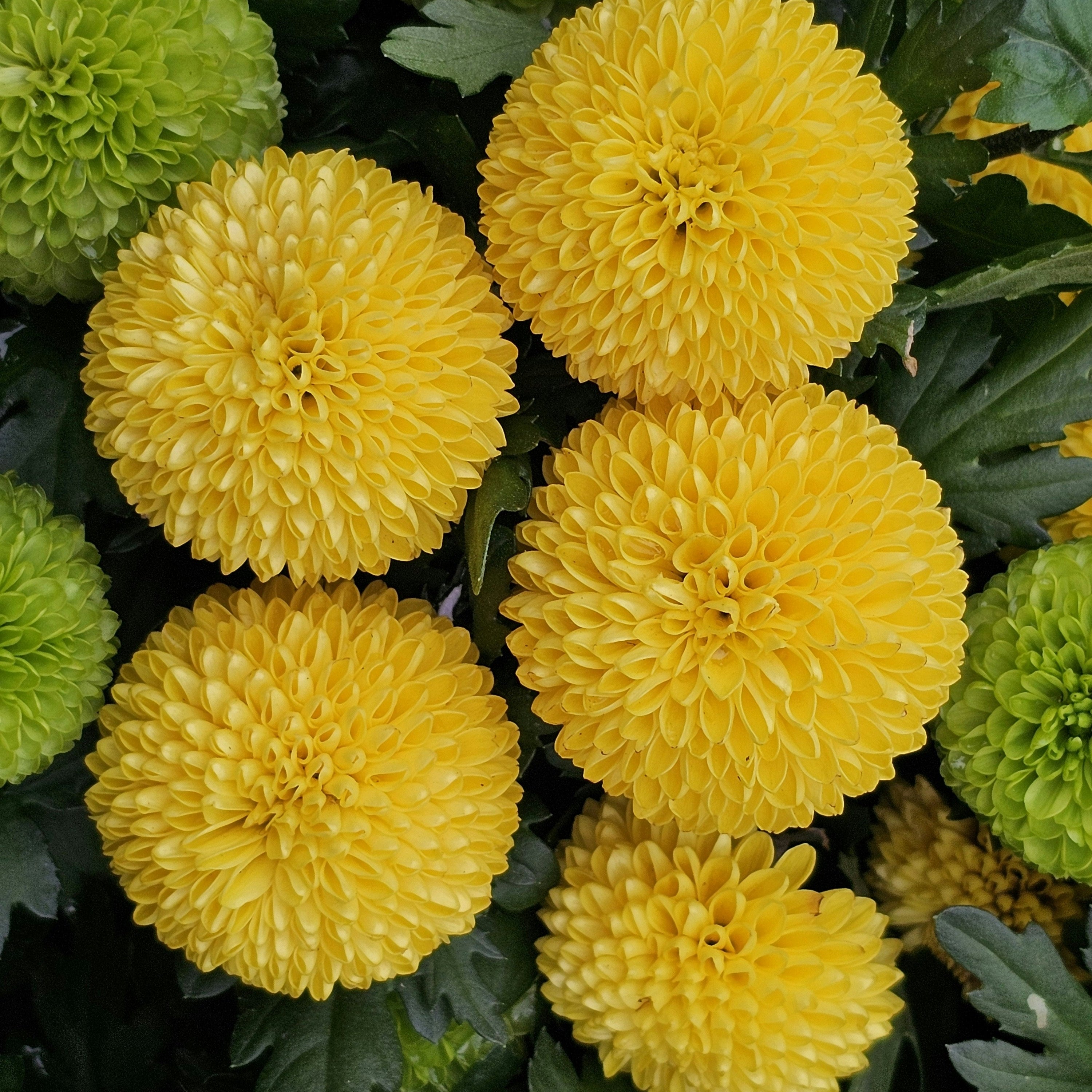 Sympathy Flower Meanings: What Each Flower Represents