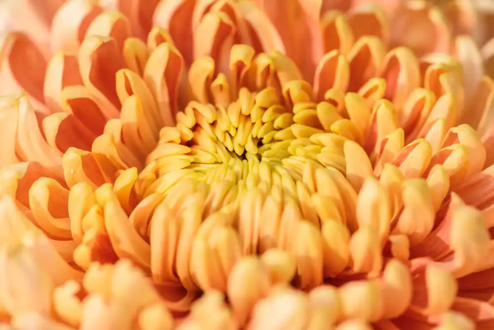 A close-up of a perfect autumn floral, the pumpkin-colored disbud mum.