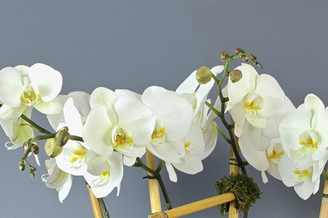 Orchids