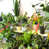 Specialty Indoor Plants
