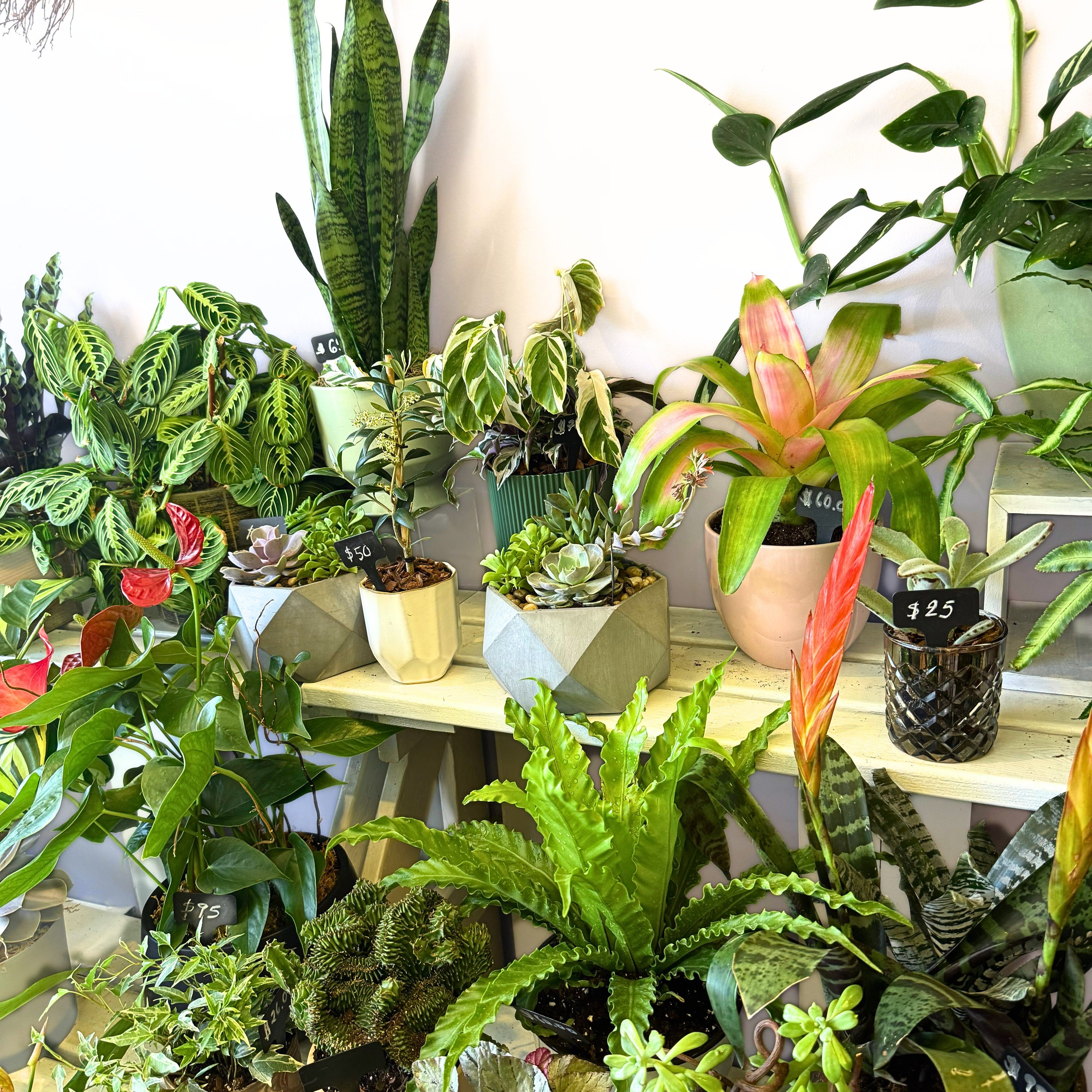 Specialty Indoor Plants