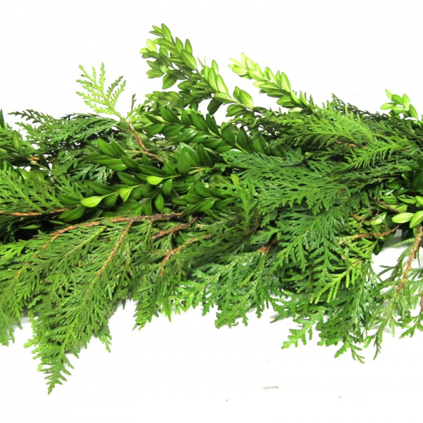 Fresh green fern and asparagus fern branches arranged horizontally with layered, feathery foliage.
