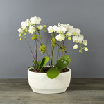White orchids with green buds arranged in a white ceramic bowl on a wooden surface against a gray background.