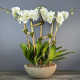 Five Phalaenopsis Orchids