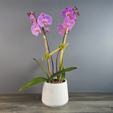 Double Pink Phalaenopsis Orchids
