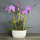 Triple Pink Phalaenopsis Orchids