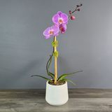 Single Pink Orchid in White Pot