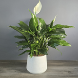 Peace Lily in White