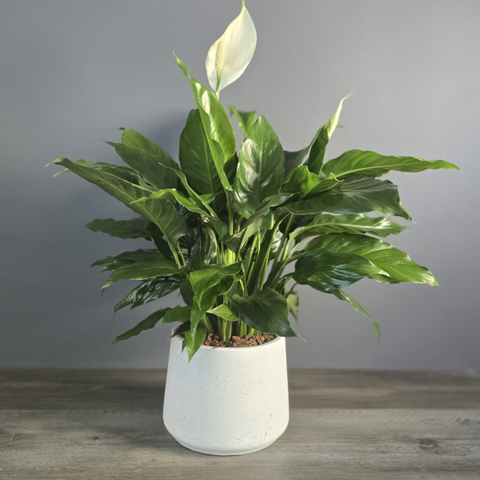 White Peace Lily plant with glossy green leaves and delicate white spathes in a modern white ceramic pot. — The Flower Bar, Larchmont NY