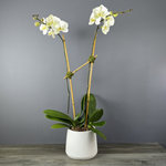 White and yellow orchids with green leaves in a white ceramic pot against a gray background.