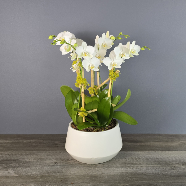 White phalaenopsis orchids with green stems arranged in a modern white ceramic pot on a wooden surface.