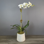White Phalaenopsis orchid plant with multiple blooms and green leaves in a speckled white ceramic pot.