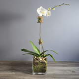 Single Orchid in Glass