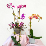 Two potted orchid arrangements with magenta and orange-coral blooms displayed on pink silk fabric against a white background.