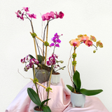Seasonal Mother's Day Orchids