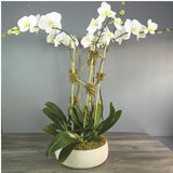 Five Orchids in the Round