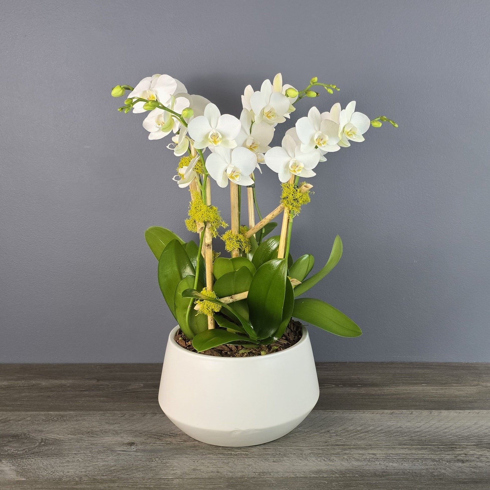 mini orchidee weiß Mini Orchids in White Bowl – The Flower Bar Larchmont