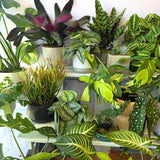Specialty Indoor Plants