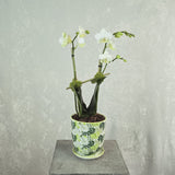 Mini Orchid in Little Birds Chive Pot