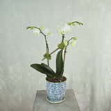 Mini Orchid in Little Birds Chive Pot