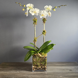 Double Orchid in Glass