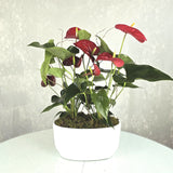 Double Anthurium in White Boat
