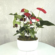 Red Anthurium plant with dark green spathe flowers and glossy foliage in a white ceramic pot.