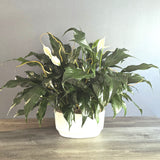 Peace Lily Garden