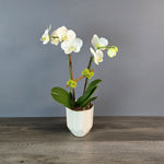 White phalaenopsis orchids with yellow centers arranged in a white ceramic pot against a gray background.