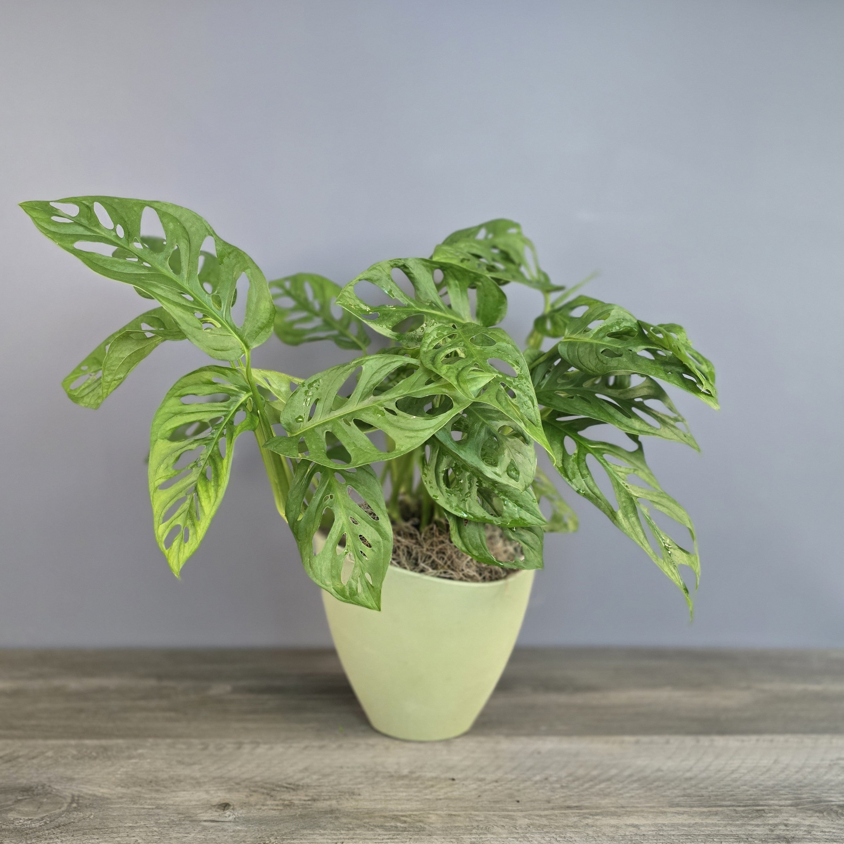Monstera Plant in Eco-Pot – The Flower Bar Larchmont