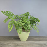 Monstera Plant in Eco-Pot