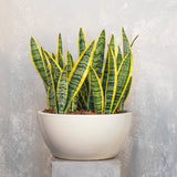 Terra Snake Plants