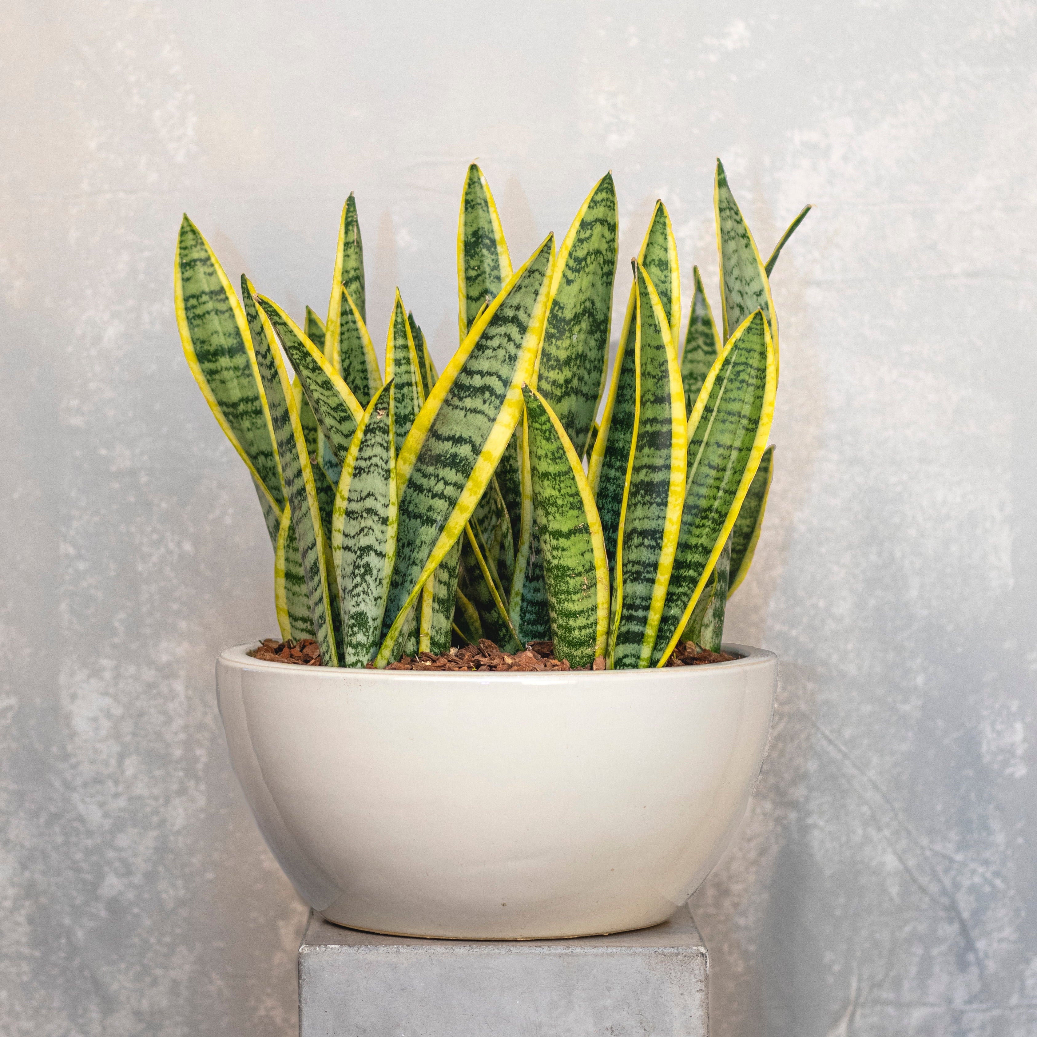snake plants delivery Terra Snake Plants