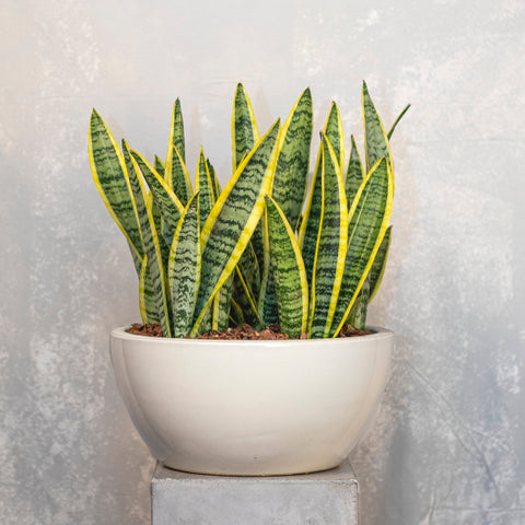 Sansevieria with yellow-bordered green leaves arranged upright in a white ceramic bowl. — The Flower Bar, Larchmont NY