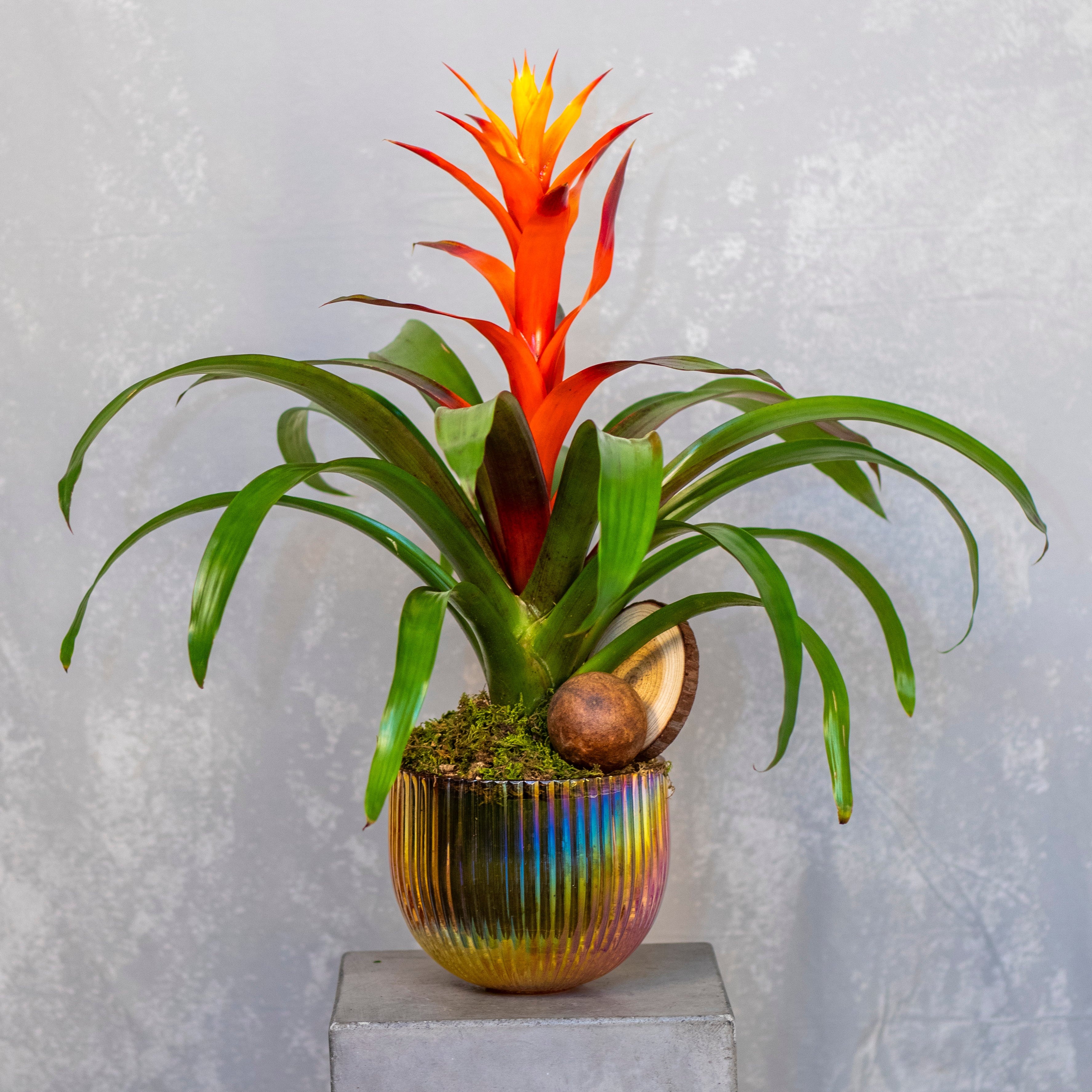 bromeliad indoor plant Flame Bromeliad