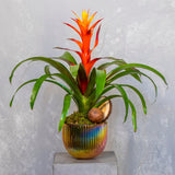 Flame Bromeliad