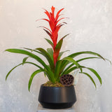 Ruby Torch Bromeliad