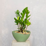 Eco ZZ Plant