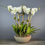 White phalaenopsis orchids with yellow centers arranged in a shallow ceramic bowl with green foliage and bamboo stakes.