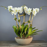 White phalaenopsis orchids with yellow centers arranged in a shallow ceramic bowl with green foliage and bamboo stakes.