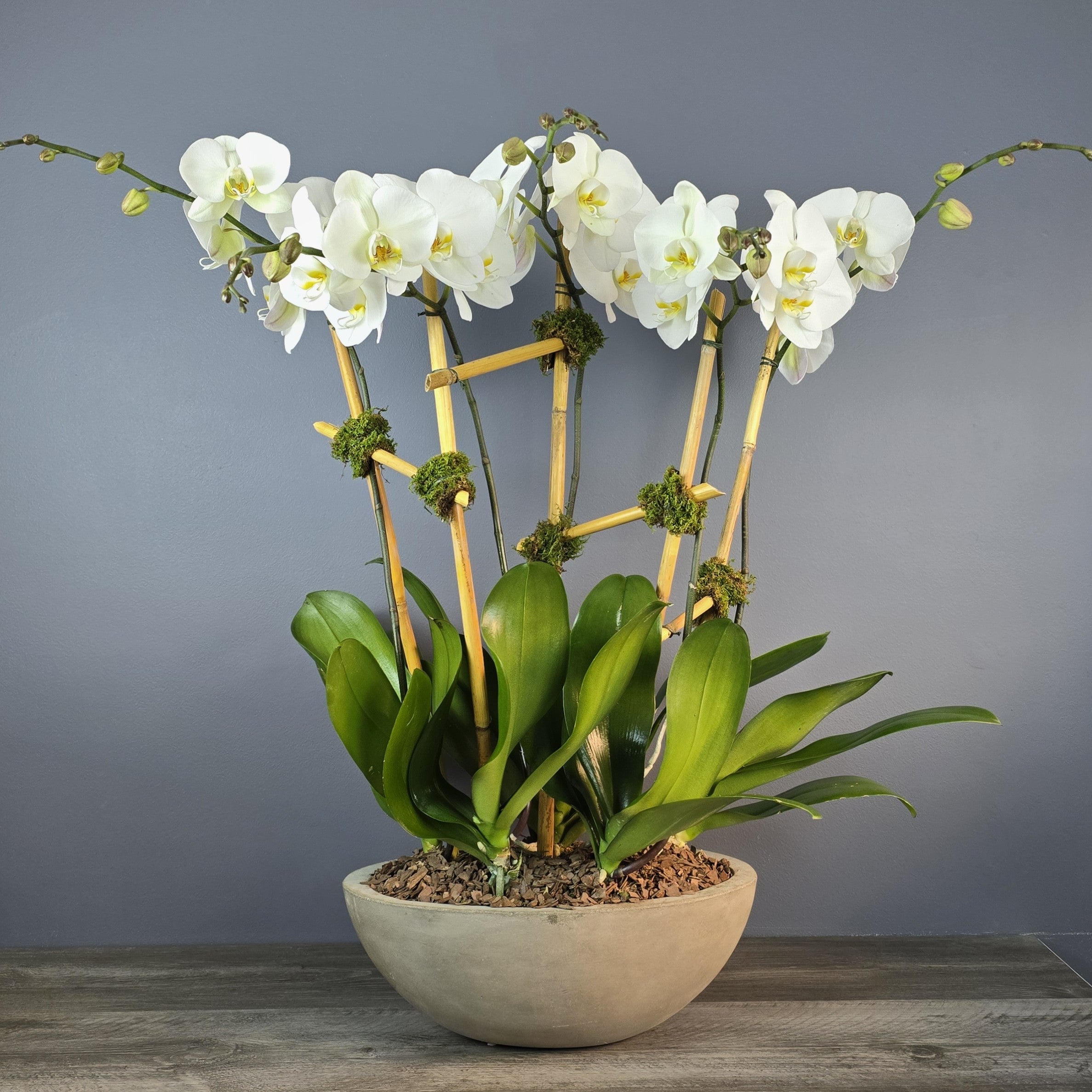 White phalaenopsis orchids with yellow centers arranged in a shallow ceramic bowl with green foliage and bamboo stakes.