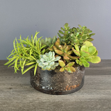 Succulent Cylinder