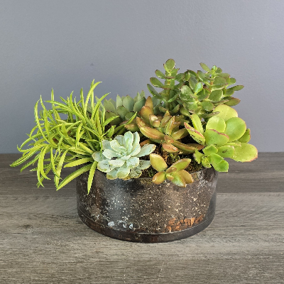succulents delivered Succulent Cylinder