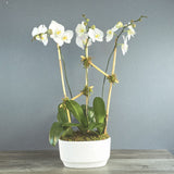 Triple Orchid in White Boat