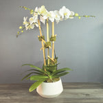 White orchid plant with multiple blooms and green leaves arranged in a white ceramic pot.
