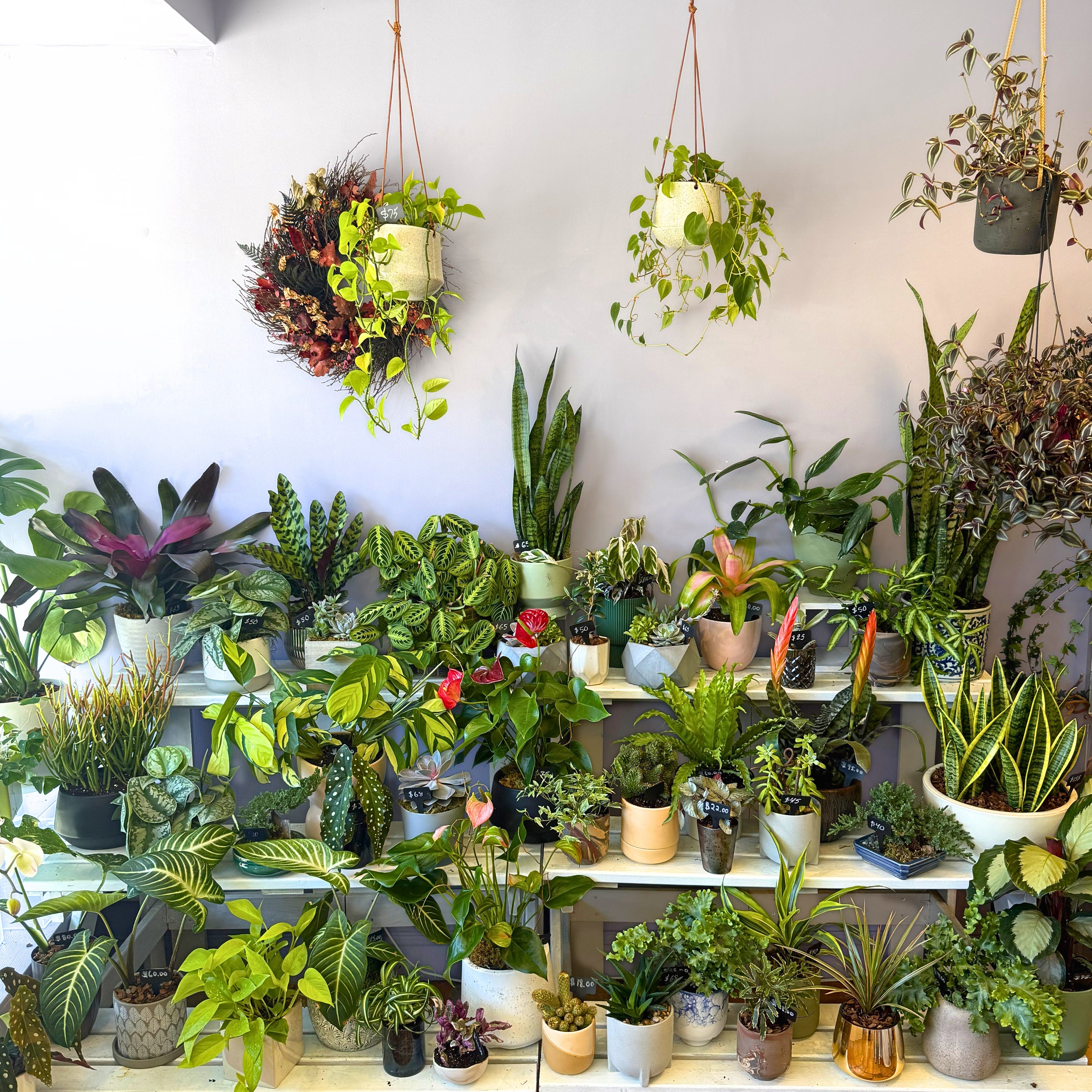 indoor house plants for sale near me Specialty Indoor Plants – The Flower Bar Larchmont