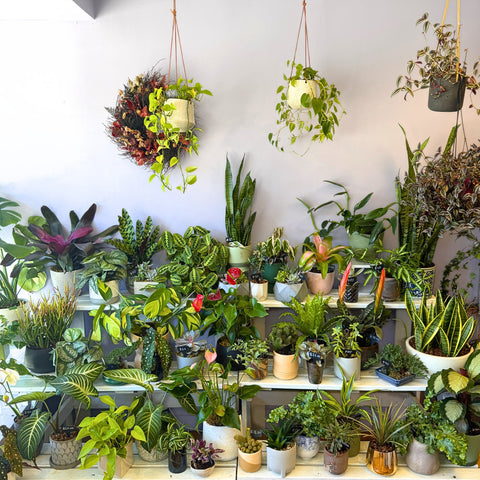 A vibrant plant display featuring succulents, snake plants, bird of paradise, and trailing pothos arranged on tiered shelving with hanging baskets above. — The Flower Bar, Larchmont NY