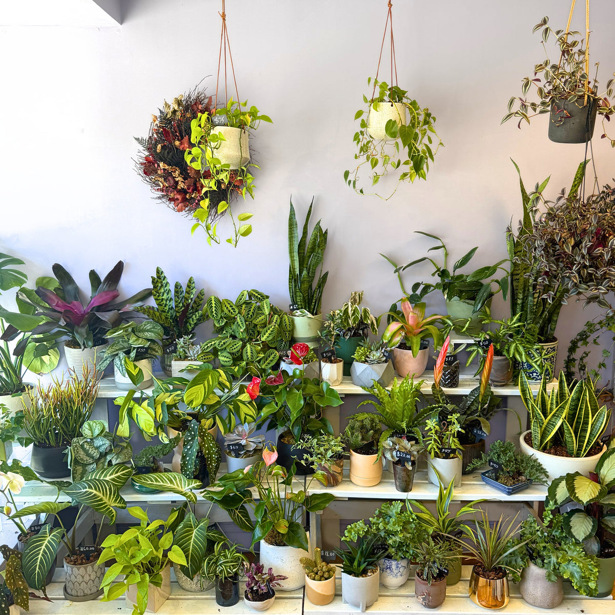 shop indoor house plants Specialty Indoor Plants – The Flower Bar Larchmont